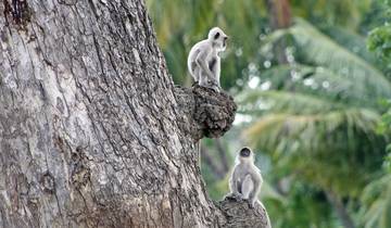Sri Lankas kulturelle Hohepunkte und das Hochland (Gruppenreise)