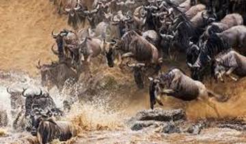 Beste 7 Daagse Serengeti Wildebeest Migratie Tanzania Safari