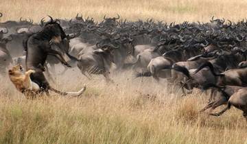 8 Tage Nomadisches Paradies Kenia Safari Rundreise