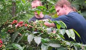 Best 1 Day Trip Kilimanjaro Trekking  Tour Marangu Village & Coffee Tour