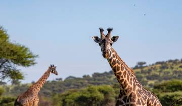 Safari terrestre du Zimbabwe au Kenya