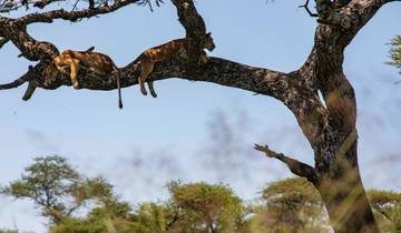 Safari terrestre de Nairobi au Cap