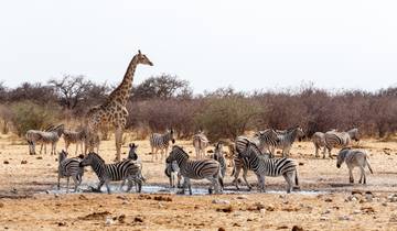 14 Days in Southern Africa, incl. Namibia and Cape Town