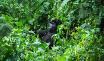 Gorillas of Uganda Overland Safari