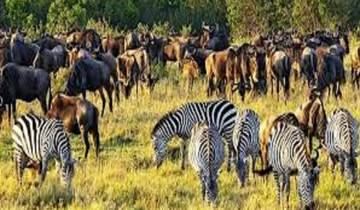 Best Lake Manyara National Park Day Trip