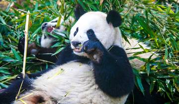 Follow Pandas\' Footprint in China, 9 Days Small Group with Visa Free Tour