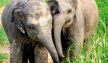 Northern Thailand with Golden Triangle (private tour without Bangkok) Tour