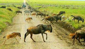 Circuito Aventura Safari de 8 Días en la Temporada de Parto del Serengeti