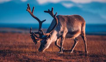 Spitsbergen Adventure: Expeditie naar ijzige fjorden-rondreis