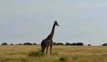 2-Day Maasai Mara Expedition Safari Tour