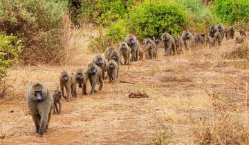 9 Tage die beste Tansania -Safari