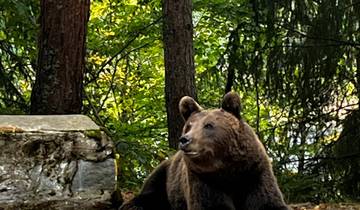 Aventure palpitante en Transylvanie : Découvrez les châteaux et les forteresses de Dracula, rencontrez des ours bruns sauvages sur la Route Transfagarasan circuit