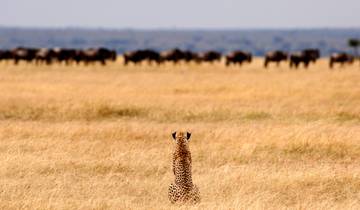 Safari de 3 días en avión desde Zanzíbar al Serengeti