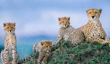 3 Day Tarangire, Ngorongoro, Manyara Safari from Moshi