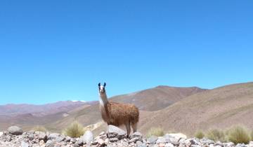 Tolar Grande: Volcanoes & Salt Deserts Tour