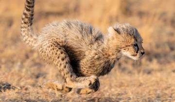 3 TageSansibar nach Arusha, Straßentransfer in die Serengeti