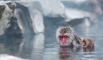 Japans goldene Route (inkl. Flug)