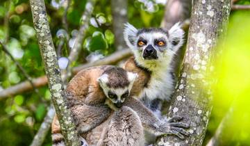 Tailor-made Madagascar Family Tour for Baobabs & Lemurs, Daily Start Tour