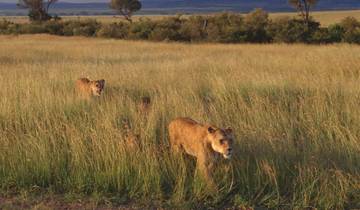 Serengeti, Ngorongoro, Manyara, Tarangire (Rabatt) Rundreise