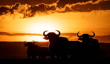 Cratère du Ngorongoro et parc national du Serengeti