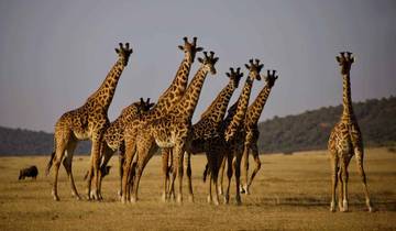 Safari en Tanzanie circuit