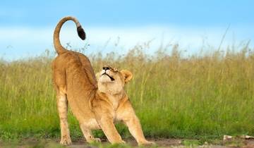 Ein Hauch von Serengeti-Migration & Ngorongoro-Krater