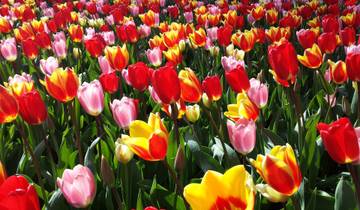 10 Day Netherlands Itinerary, incl. Amsterdam and Rotterdam