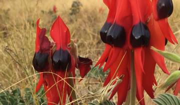 Wildblumen-Tour von Perth nach Broome Rundreise