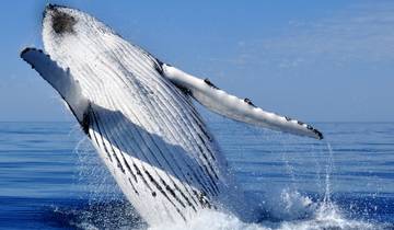 Humpback Whale Snorkel Ningaloo Reef Tour