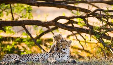 Safari abordable dans le nord de la Tanzanie