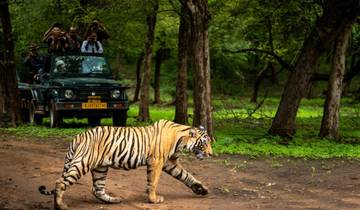 Beste Wildlife Tour in Indien mit Taj Mahal Rundreise