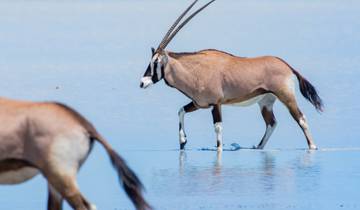 Privatreisereise Etosha Safari (4 Tage