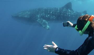 Whale Shark Snorkel Ningaloo Reef Tour