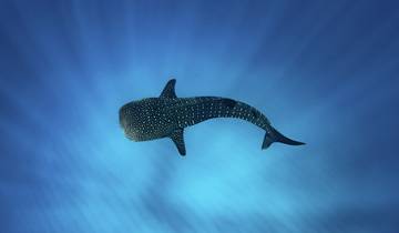 Excursion avec masque et tuba pour les requins-baleines sur le récif de Ningaloo