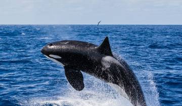 Killer Whale (Orca) Bremer Bay Tour