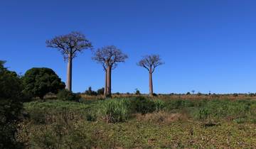 7 Days in Madagascar, incl. Antananarivo and Andasibe