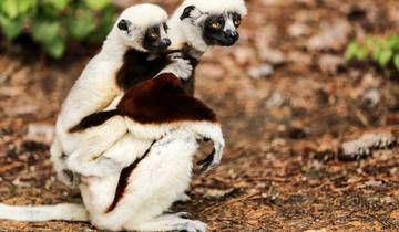 7 Days in Madagascar, incl. Antananarivo and Andasibe