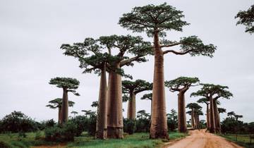 7 Days in Madagascar, incl. Antananarivo and Andasibe