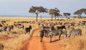 Big Five-Kombination Sansibar Strand-Safari