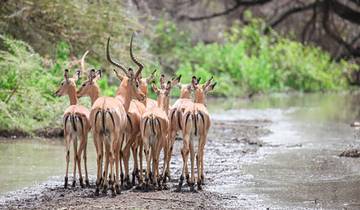 Safari de 5 jours au lac Manyara, au Serengeti et au cratère du Ngorongoro circuit