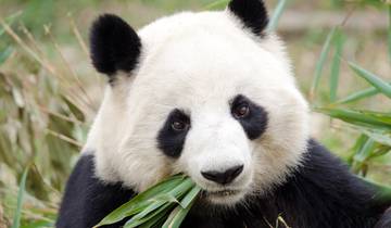 Giant Panda & Yangtze River Group Tour 14D Tour