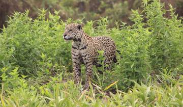 All inclusive adventure in North Pantanal to spot the jaguar