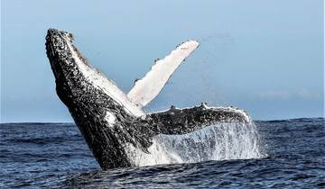 Whale Watching and Penguin Tour & Private Exclusive Transfer