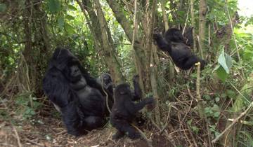 4 jours de randonnée au Rwanda pour les gorilles