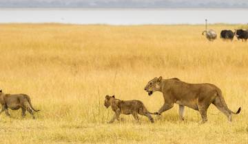 4-tägige Flugsafari von Sansibar nach Serengeti & Ngorongoro Wildlife Safari