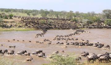 10-Day Tanzania Luxury Family Safari - Great Migration