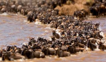 8 Tage Maasai Mara und Serengeti Migration Luxussafari