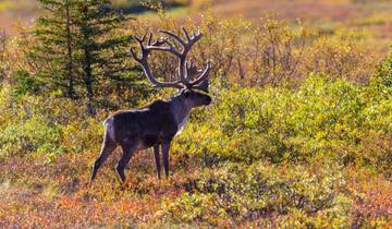 Alaska: America's Last Frontier  (Fairbanks, AK to Anchorage, AK)