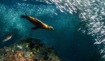 Baja - Aventura en la fauna marina