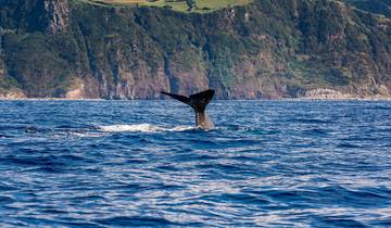 Hoogtepunten van de Azoren (van Het eiland Sao Miguel naar Faial Eiland)-rondreis